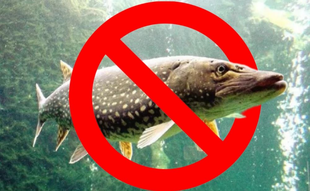 Щука під охороною: на Хмельниччині з 15 лютого вводять жорстку заборону для рибалок