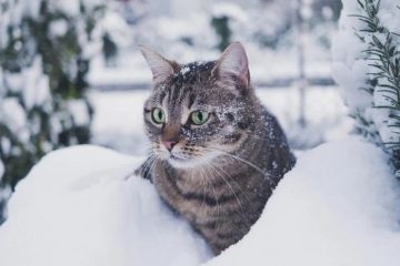 Топ-10 цитат про зиму