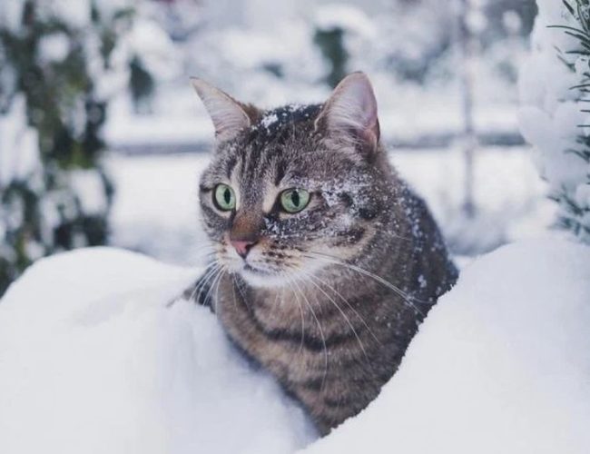 Топ-10 цитат про зиму