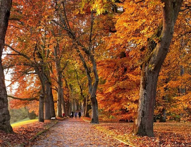 Топ-10 цитат про осінь